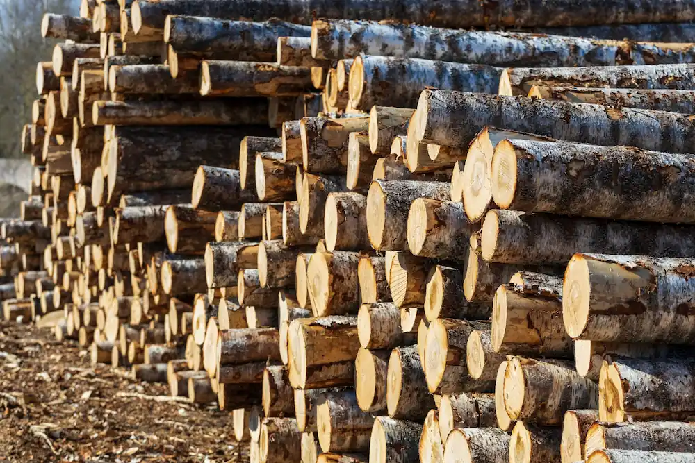 Firewood kept in specialized stores