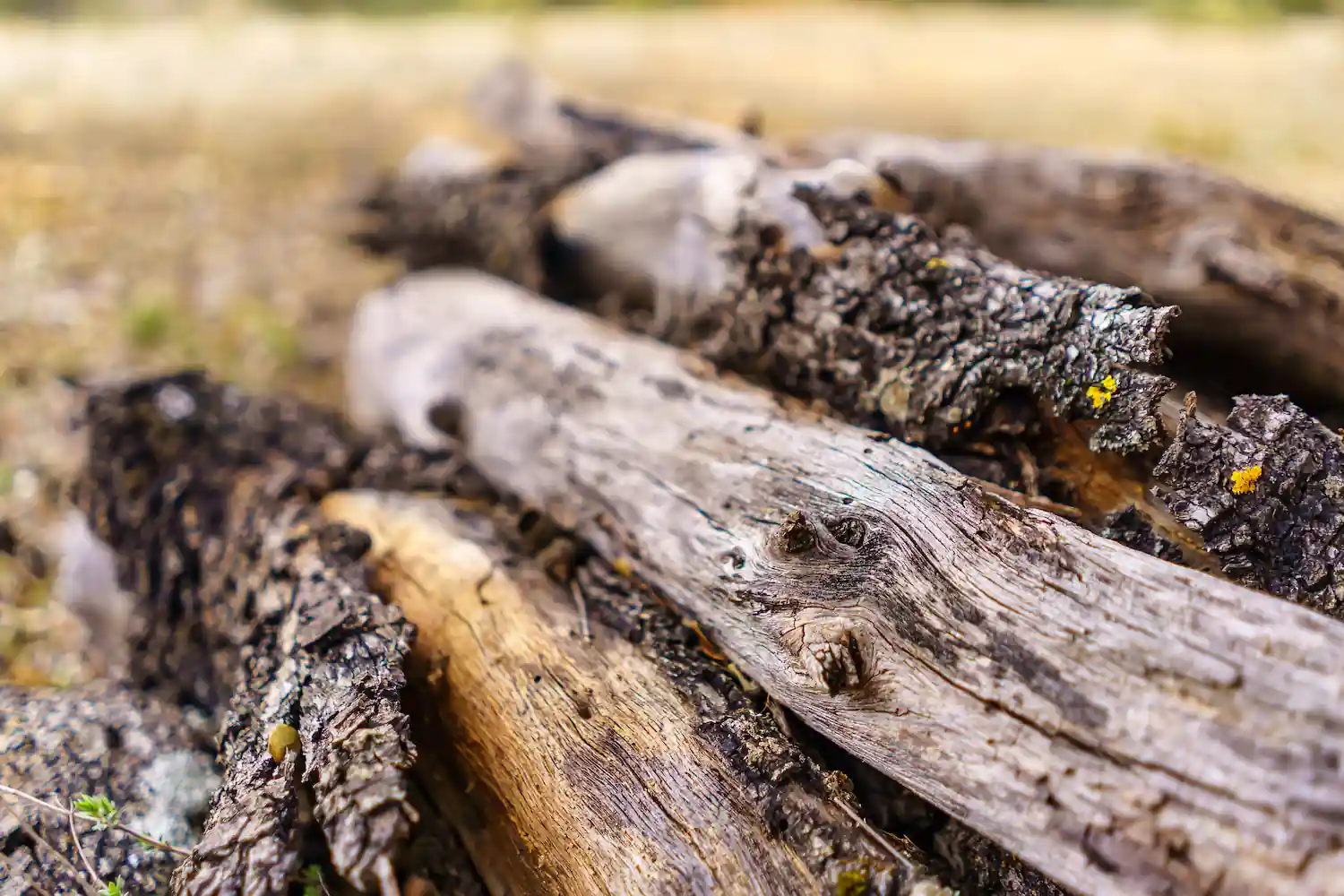 Oak firewood